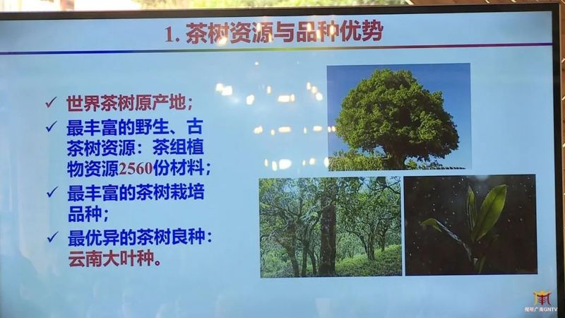 关于广南：专家茶商茶人齐聚一堂 共话底圩茶产业发展的内容(8)