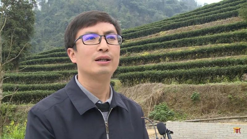 关于广南：专家茶商茶人齐聚一堂 共话底圩茶产业发展的内容(9)