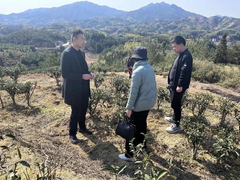 有关于管前镇主要领导开展茶产业调研的信息(1)