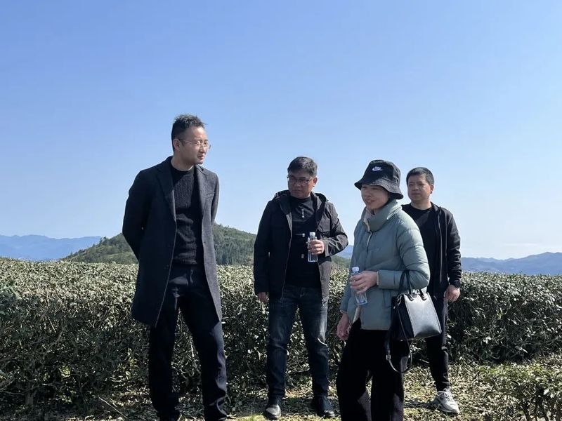 有关于管前镇主要领导开展茶产业调研的信息(2)