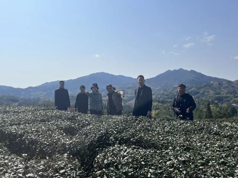 有关于管前镇主要领导开展茶产业调研的信息