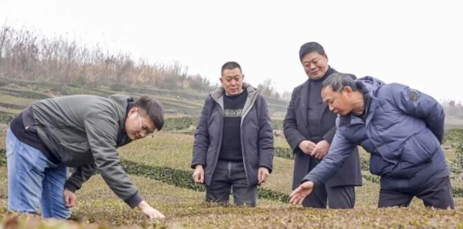 关于“把脉”春耕备耕 宜昌农技专家到茶园开“良方”的相关内容(4)