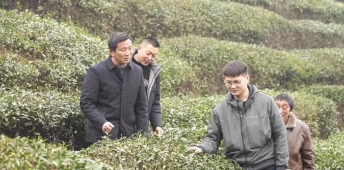 关于“把脉”春耕备耕 宜昌农技专家到茶园开“良方”的相关内容(1)