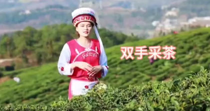 有关于双手采茶，提高手工采茶效率的好方法的相关信息