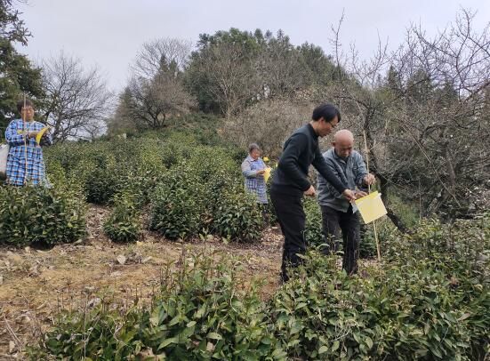有关于歙县北岸镇：科学指导茶园防控 黄板助力乡村振兴的内容