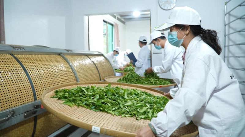 关于保春茶电力供应 助乡村产业振兴的最新消息(4)