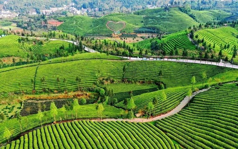 关于坚定信心变换赛道闯出新路 从产茶大县走向茶叶强县的新闻(2)