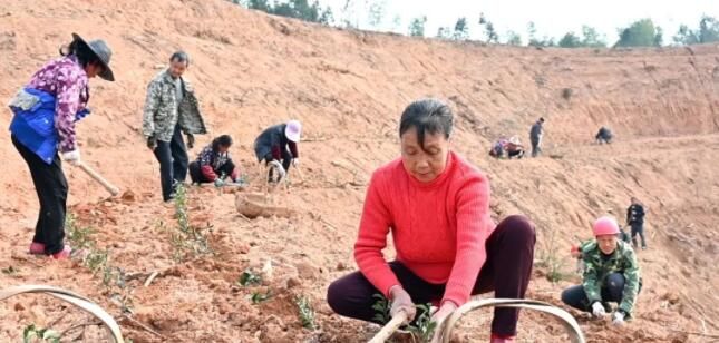 有关于资溪：春耕种茶忙 播种好“钱景”的相关内容(1)