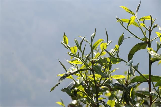 有关于普洱茶一般几月份上市的信息