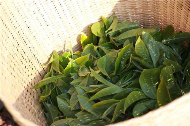 有关于普洱茶一般几月份上市的信息(1)