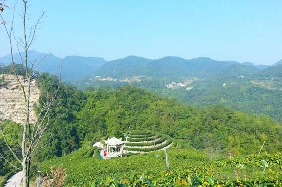 有关于岑溪：发展特色产业 带动群众增收致富的消息