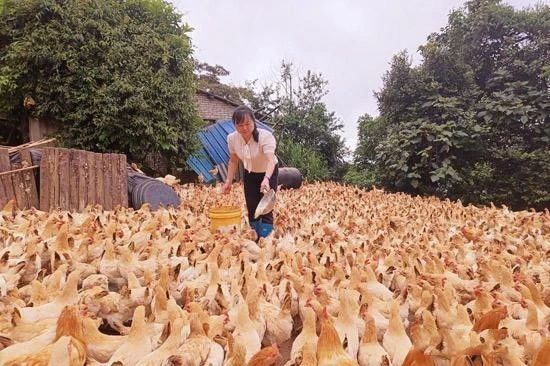 有关于岑溪：发展特色产业 带动群众增收致富的消息(1)