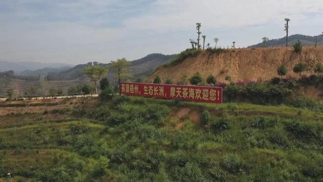 有关于以茶为媒助力乡村振兴的资讯(2)