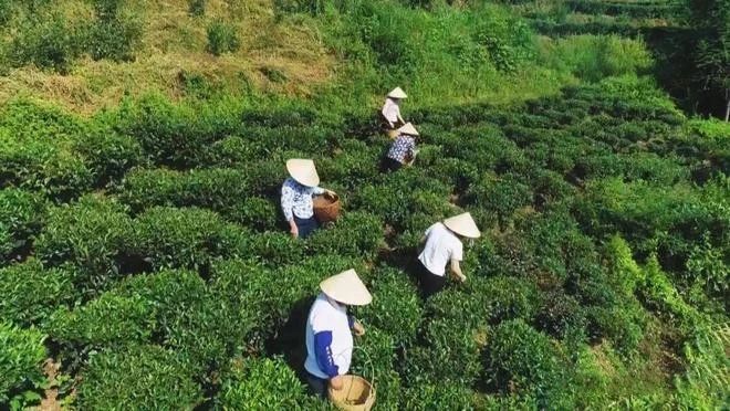 有关于以茶为媒助力乡村振兴的资讯(6)