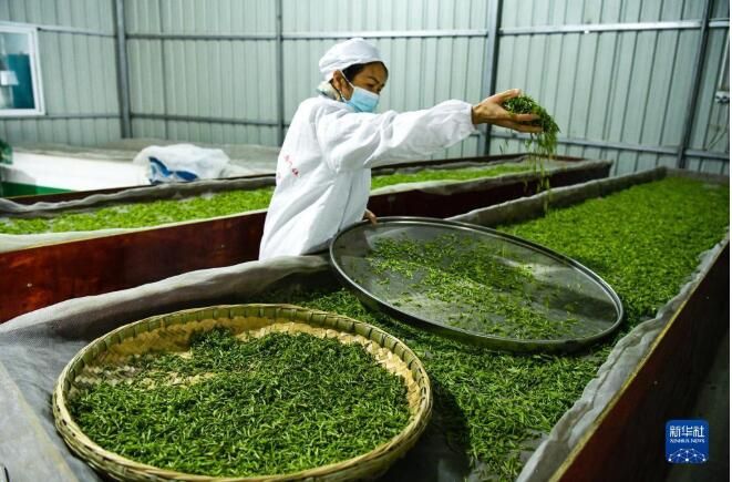 关于一片茶叶背后的乡村振兴之路的相关内容(5)