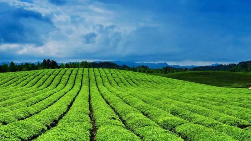 有关于统筹兼顾，以茶为媒跑出经济“加速度”的最新消息(1)