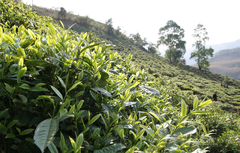 关于临沧双江：茶产业园区建设快马加鞭的资讯(1)