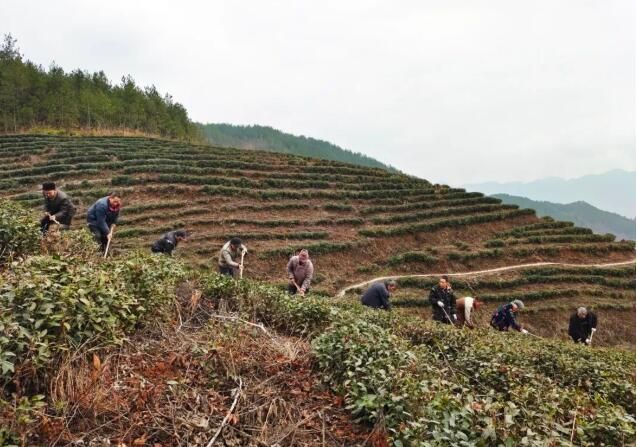 有关于巫山骡坪镇抢抓农时 茶园春管不停歇的相关信息