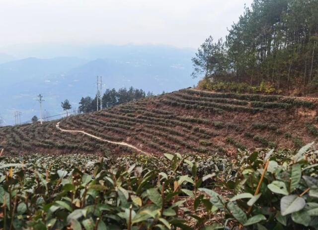有关于巫山骡坪镇抢抓农时 茶园春管不停歇的相关信息(1)