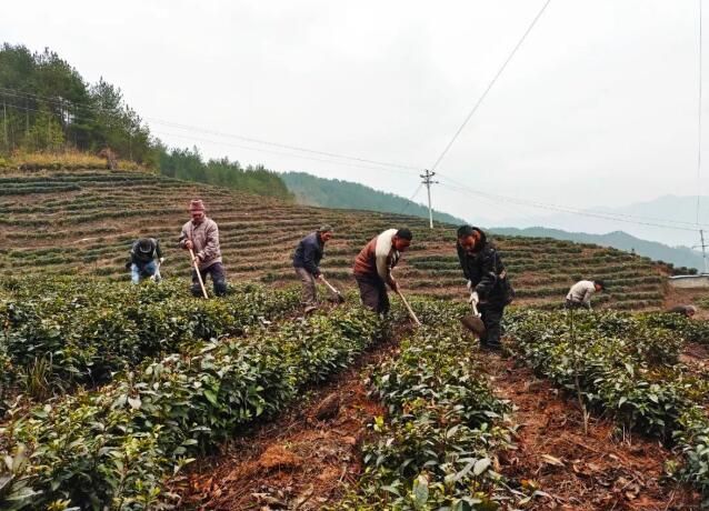有关于巫山骡坪镇抢抓农时 茶园春管不停歇的相关信息(2)