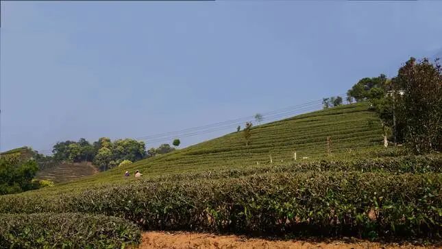 关于思茅：一叶春茶绿 奏响茶旅“交响乐”的消息