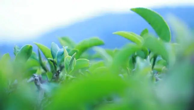 关于思茅：一叶春茶绿 奏响茶旅“交响乐”的消息(11)