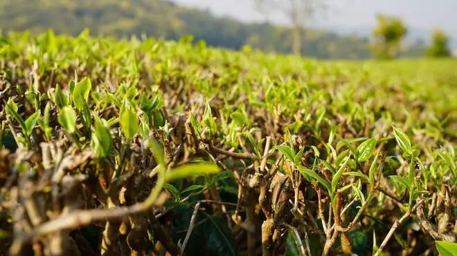 关于思茅：一叶春茶绿 奏响茶旅“交响乐”的消息(1)