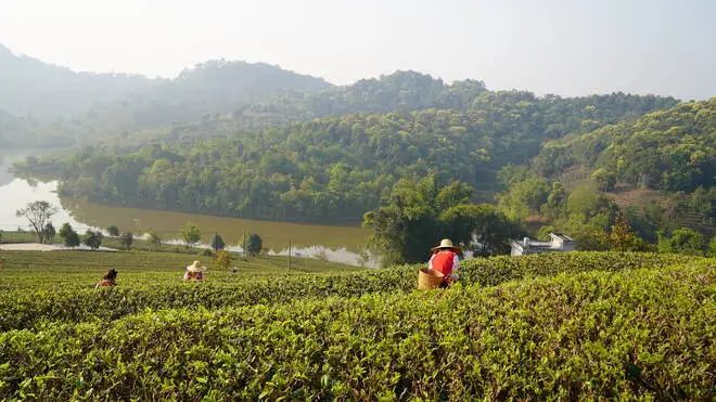 关于思茅：一叶春茶绿 奏响茶旅“交响乐”的消息(7)