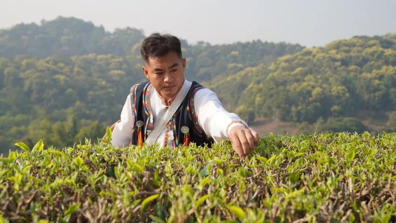 关于思茅：一叶春茶绿 奏响茶旅“交响乐”的消息(4)