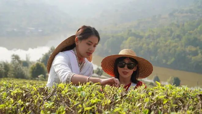 关于思茅：一叶春茶绿 奏响茶旅“交响乐”的消息(2)