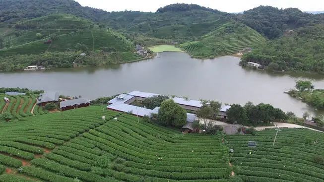 关于思茅：一叶春茶绿 奏响茶旅“交响乐”的消息(10)