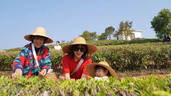 关于思茅：一叶春茶绿 奏响茶旅“交响乐”的消息(3)