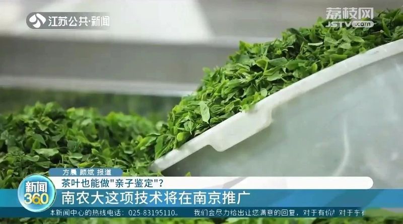 有关于茶叶也能做“亲子鉴定”？的内容(2)