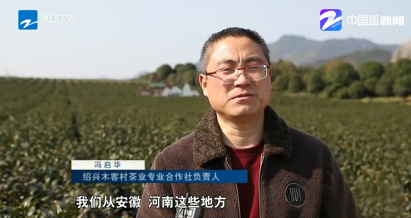 有关于《浙江新W联播》报道柯桥区春茶生产准备工作的最新消息