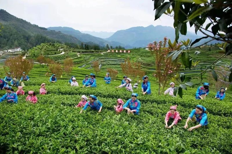 关于饮西湖水，泡万源茶，真香！的相关信息(4)