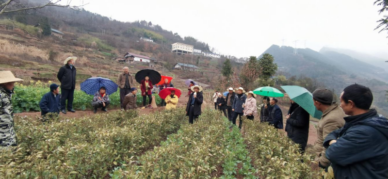关于秭归乡小叶子聚大合力，共助茶产业发展的新闻(2)