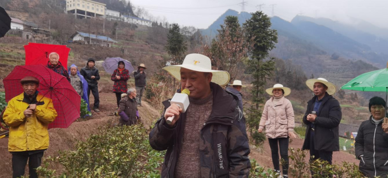 关于秭归乡小叶子聚大合力，共助茶产业发展的新闻(1)