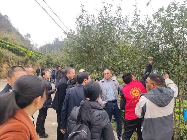 关于云南茶叶所何青元研究员一行应邀到西畴县、广南县开展茶产业调研的资讯