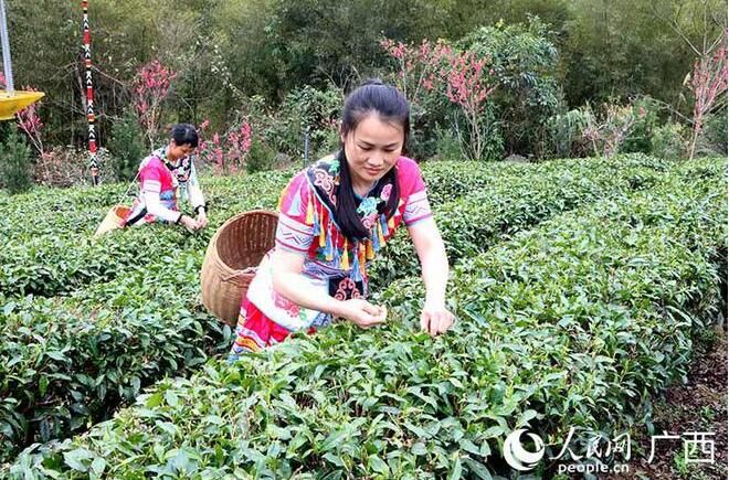 关于广西昭平：央企帮扶 小茶叶铺就产业致富康庄道的相关内容