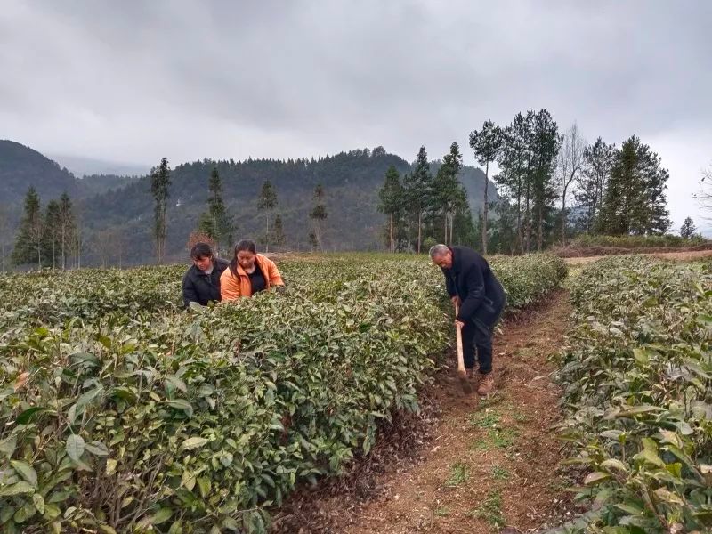 关于杨柳镇：不负春光抢农时 茶园管护补植忙的相关内容