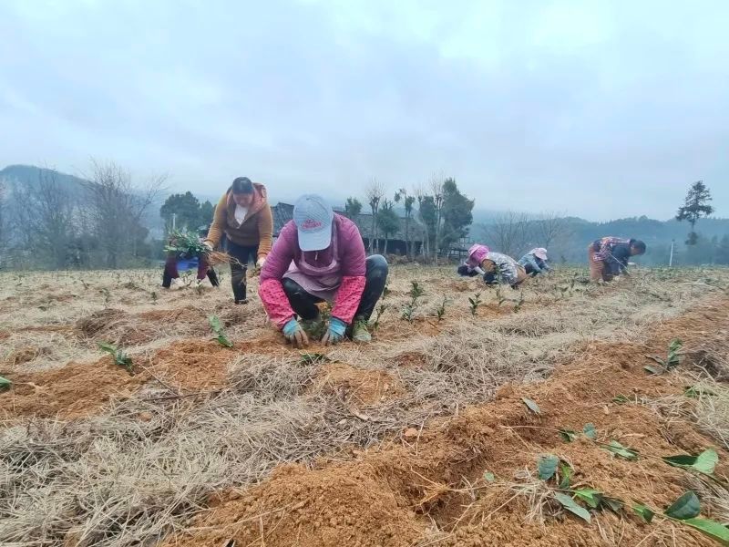 关于杨柳镇：不负春光抢农时 茶园管护补植忙的相关内容(2)
