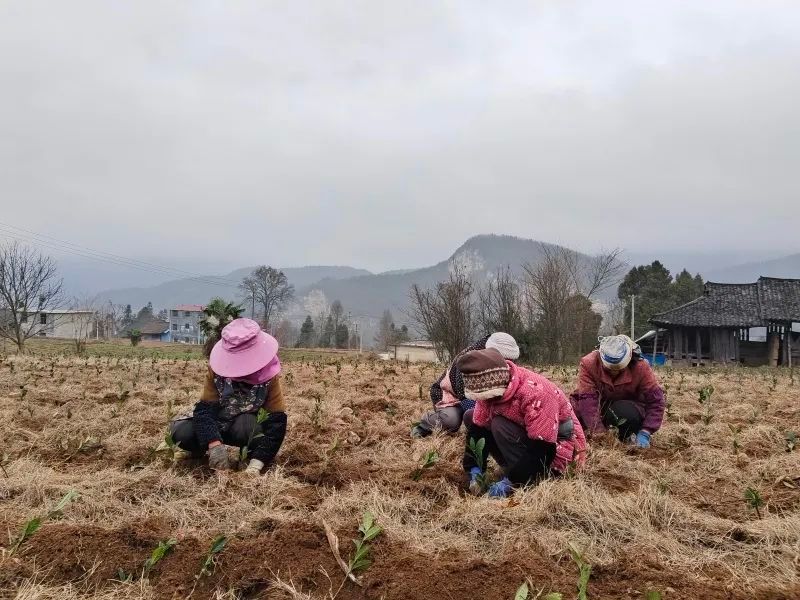 关于杨柳镇：不负春光抢农时 茶园管护补植忙的相关内容(1)