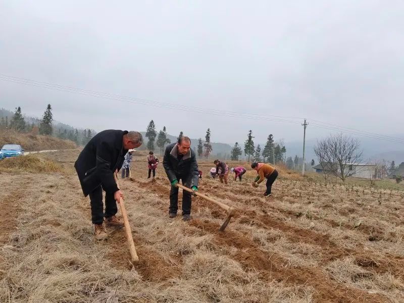 关于杨柳镇：不负春光抢农时 茶园管护补植忙的相关内容(3)
