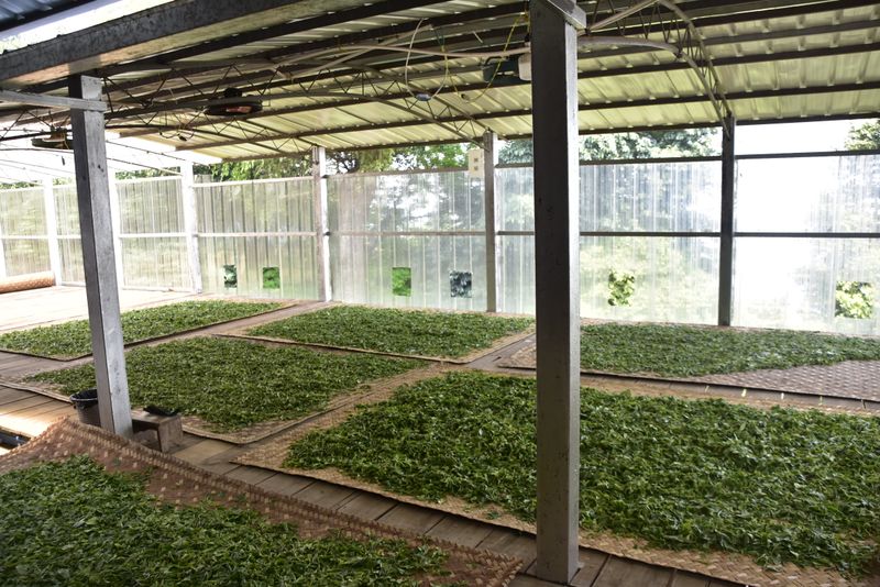有关于普洱早春茶几月份采摘上市的资讯(1)