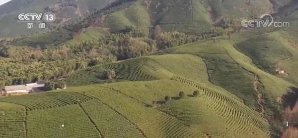 有关于从卖茶叶到卖风景 产业链条推动茶文旅融合发展的内容(1)