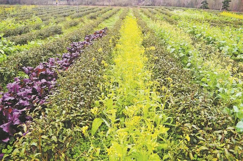 关于福建：绿肥当家，引领茶园生态转型的最新消息(3)
