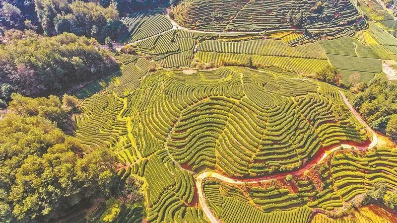 关于福建：绿肥当家，引领茶园生态转型的最新消息(1)