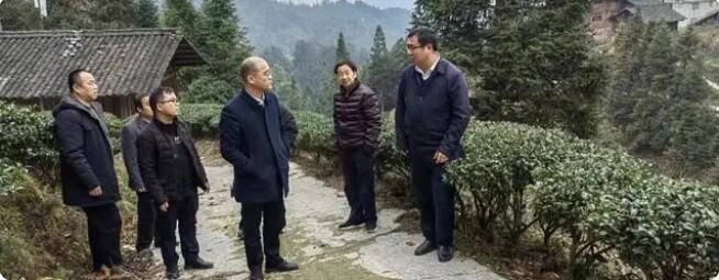 关于湖南省农科院专家 助力乡村振兴，茶叶产业技术培训的最新消息(1)