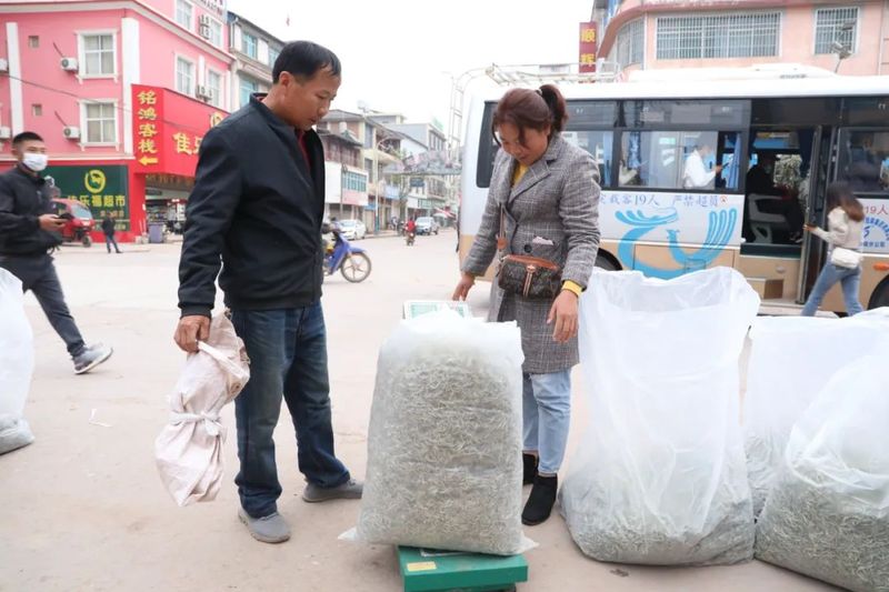 关于中国大叶白茶之乡——景谷大白茶原产地春茶开采的资讯(12)