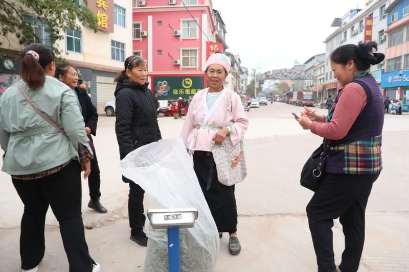 关于中国大叶白茶之乡——景谷大白茶原产地春茶开采的资讯(13)